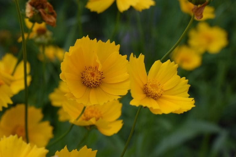 Coreopsis 