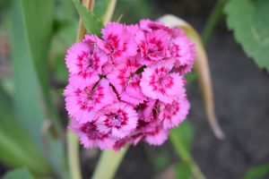 Dianthus 