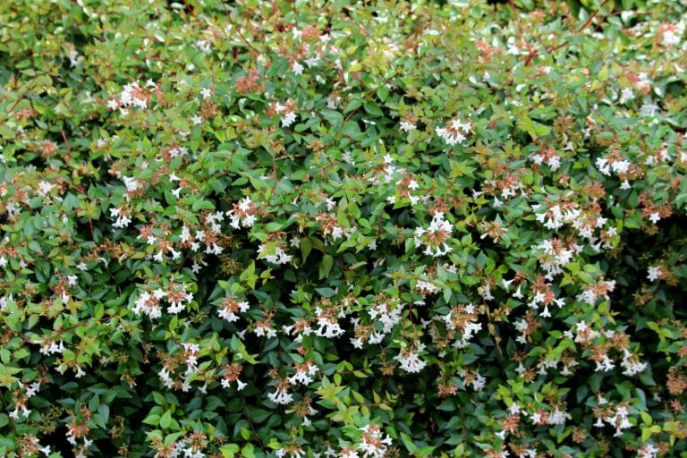 Glossy Abelia 