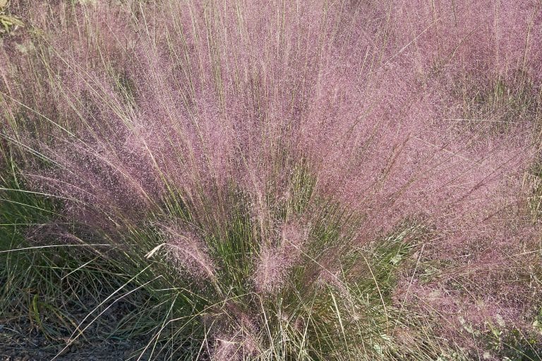 Gulf Muhly 