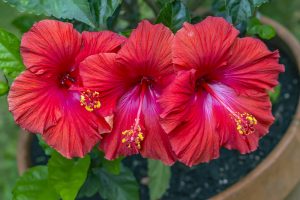 Hibiscus 