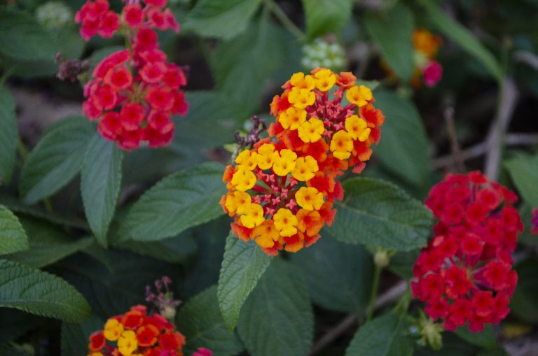 Lantana 