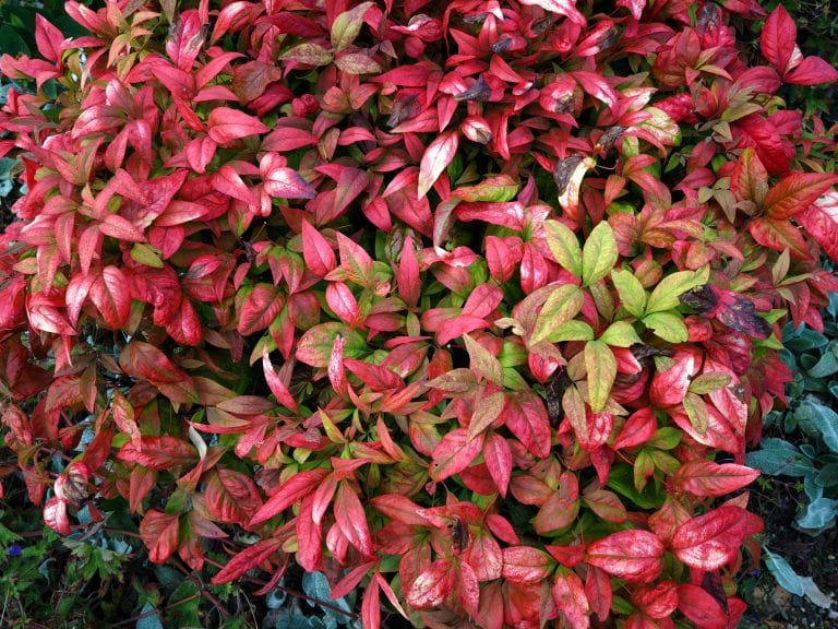 Nandina 