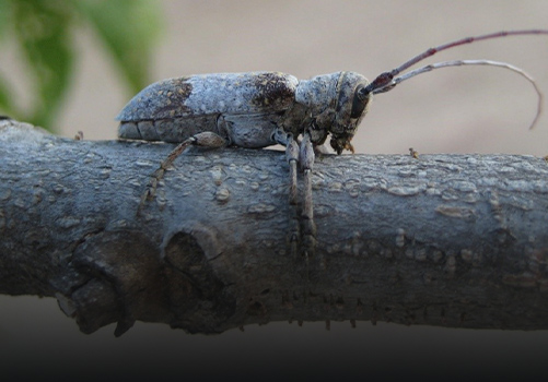 Pest & Disease Management