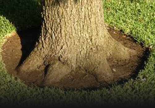 Soil & Root Management