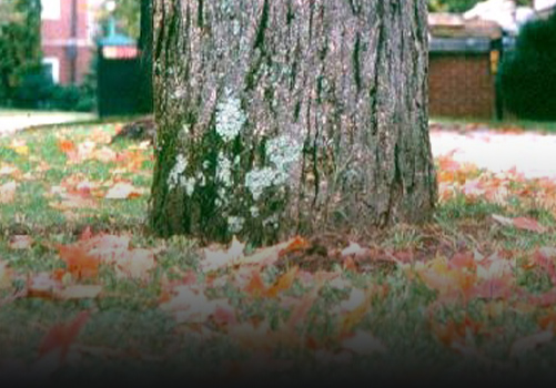 Tree Protection Services